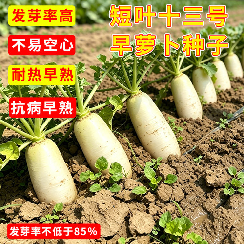 短叶13号白萝卜种子耐热早熟蔬菜