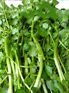 四季广东西洋菜种籽大田种植野生水生阳台易种活蔬菜籽豆瓣菜种子