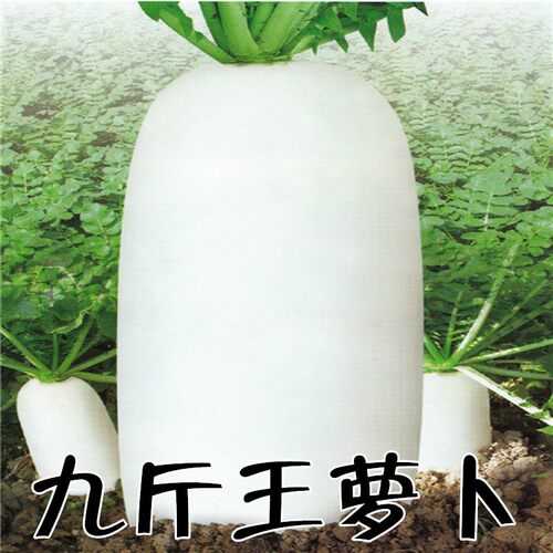 老品种九斤王大萝卜种子秋季易种