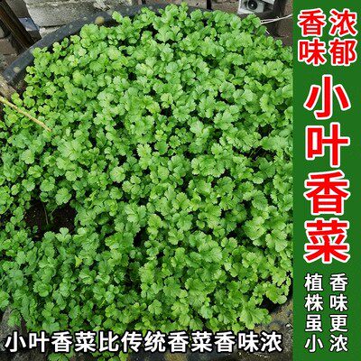 四季小香菜好养阳台室内花卉盆栽大叶香菜蔬菜浓香四季可播种种籽