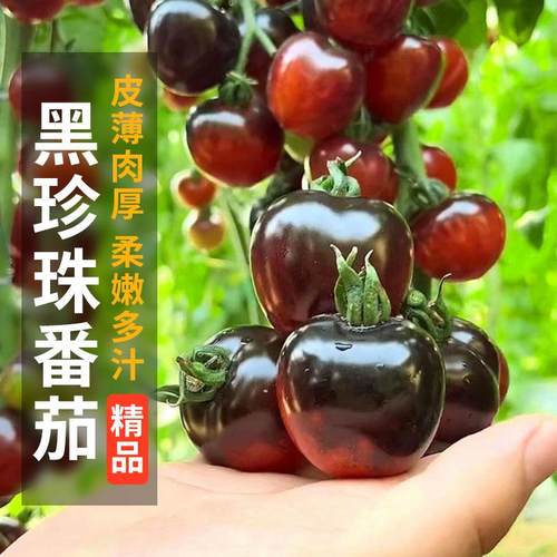 黑珍珠番茄种子农田菜园盆栽四季