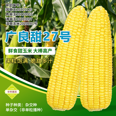 国审广良甜27号泰系超甜玉米种子