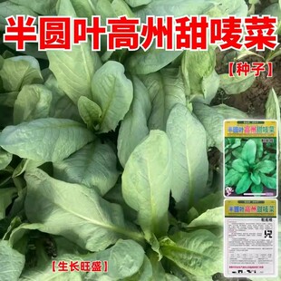 正宗广东高州半圆叶甜唛菜种子恩平甜麦菜种子猪肚麦鞋底苦麦菜苗
