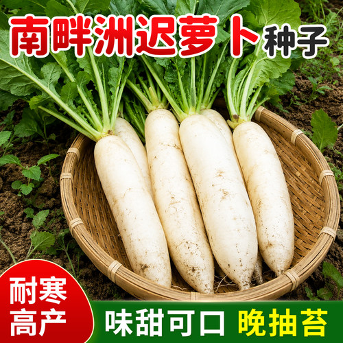 南畔晚秋季白皮萝卜种子四季可播