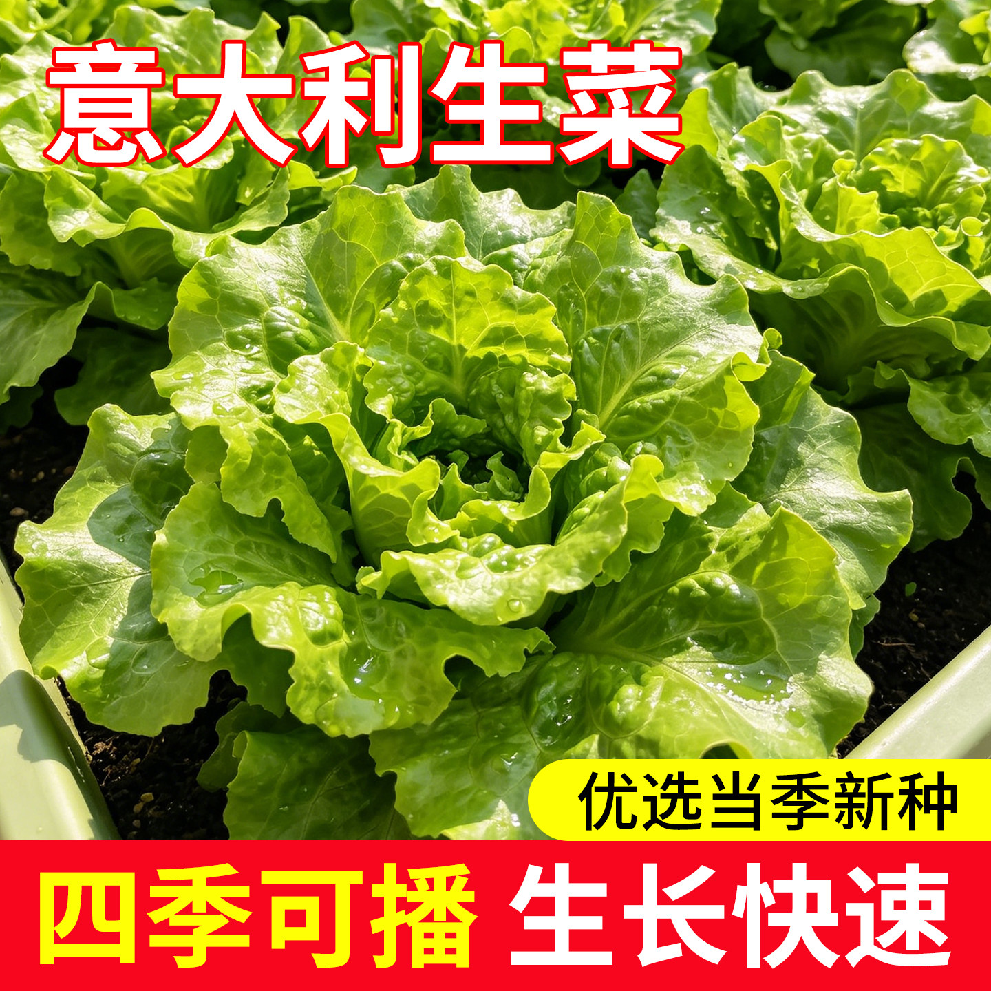 生菜种子意大利全年生菜王种籽高产四季可种蔬菜阳台菜种子奶油苗