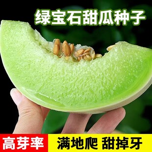 绿宝石甜瓜种子薄皮春季四季脆瓜早熟农家庭院高产超甜香瓜种子籽
