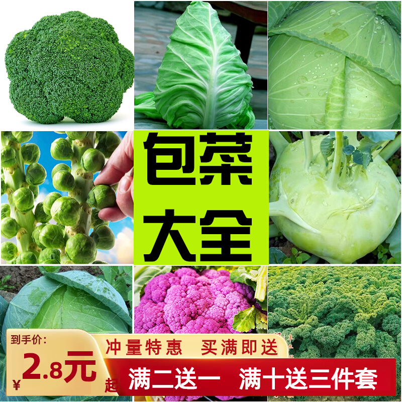 包菜大全甘蓝种子牛心松花菜青苤阳台蔬菜种子四季孢子绿羽甘蓝种