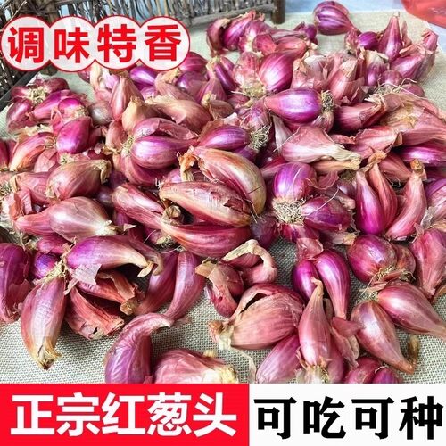 正宗红葱头四季种植广东发货