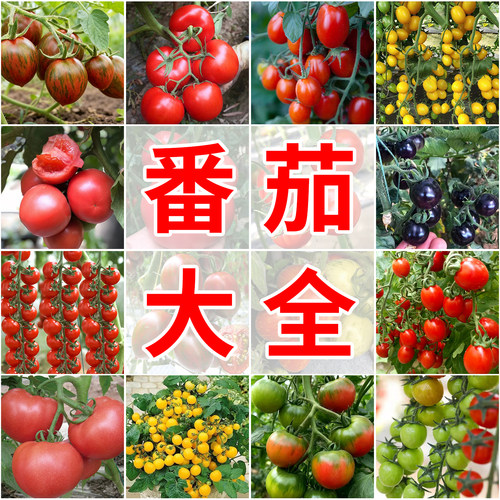 老品种沙瓤番茄种子四季庭院盆栽