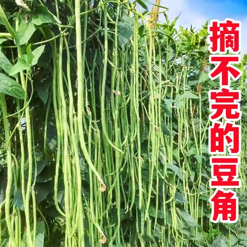 摘不败高产豇豆种子特长压塌架豆角种籽农家春季豆种四季播蔬菜孑 - 实物图