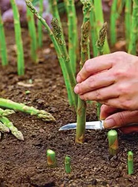 芦笋苗根紫色芦笋苗种四季蔬菜苗盆栽根苗种阳台庭院种植多年根生