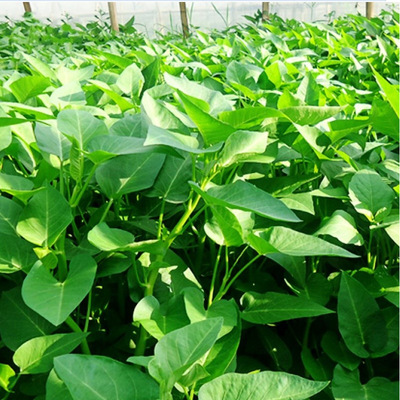 大叶白梗空心菜种子蕹菜籽阳台