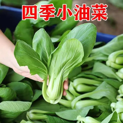 小青菜四季油菜种子家庭阳台种植