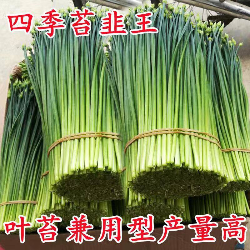 韭苔种子四季苔韭菜种籽富生新育苔韭王韭菜苔大田高产蔬菜种子孑