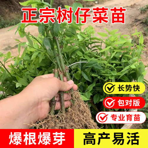 天绿香五指山野菜苗南方高产