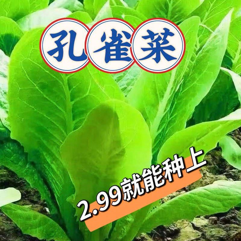 孔雀菜籽四季生菜种籽农田菜园阳台盆栽早熟直立孔雀蔬菜种子