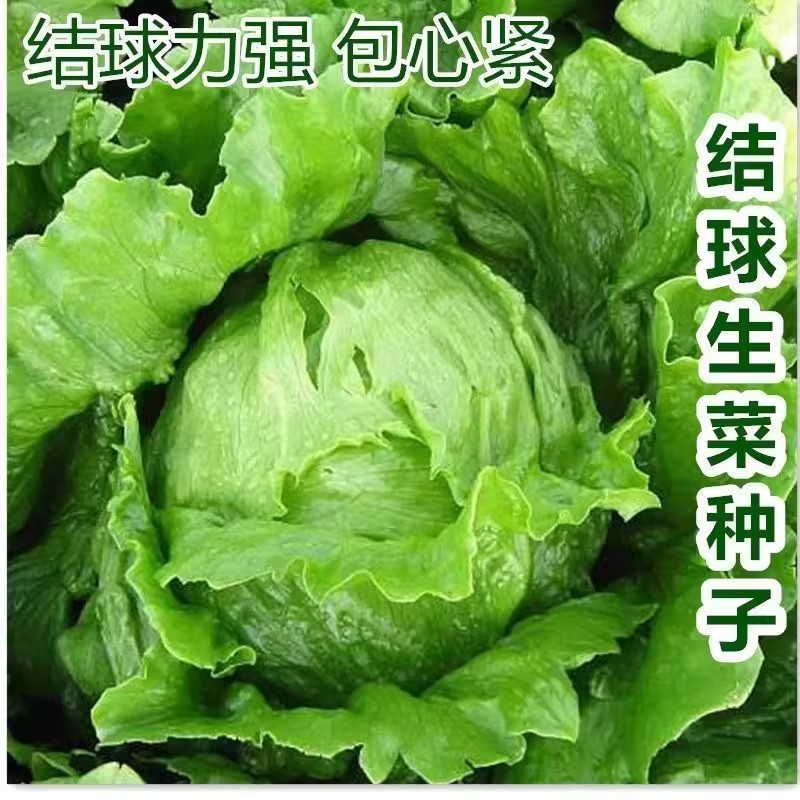 结球生菜种子球生菜种籽包心球籽