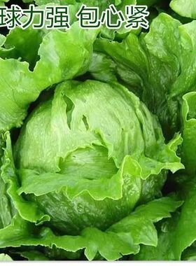 结球生菜种子球生菜种籽包心球籽