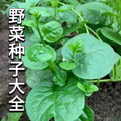 野菜种子大全人参养心菜面条香椿苦苣冬寒菜荠荠贡菜小茴香菜种籽-封面