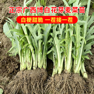 正宗广西博白甜麦菜种苗农家栽种苦唛菜秧苗阳台可盆栽楼顶庭院种
