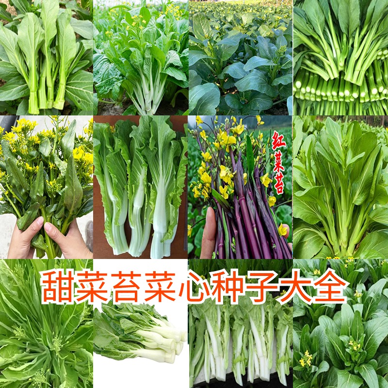 广东四九菜心种子红菜苔孑白菜苔