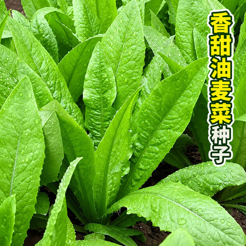 油麦菜种子四季易种盆栽籽