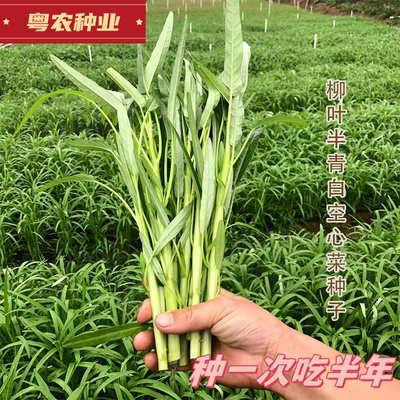 春季热卖空心菜种子大全