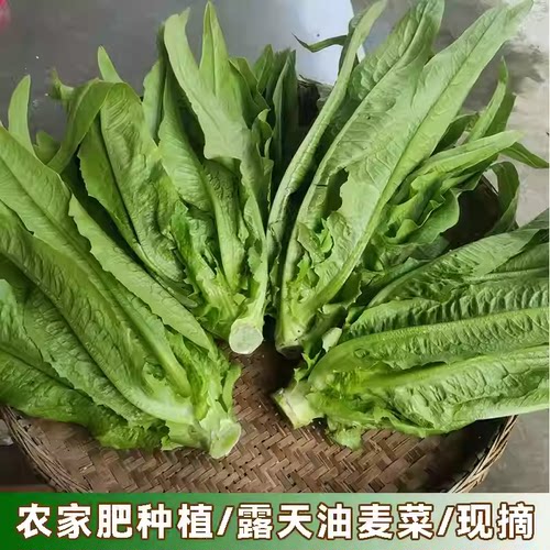 四季油麦菜香脆阳台阳台蔬菜种孑
