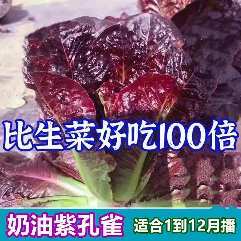 奶油紫孔雀生菜种子香麦菜春季秋季菜园阳台盆栽蔬菜种子紫生菜籽
