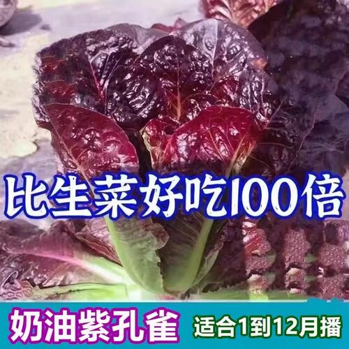 奶油紫孔雀生菜种子香麦菜紫生菜