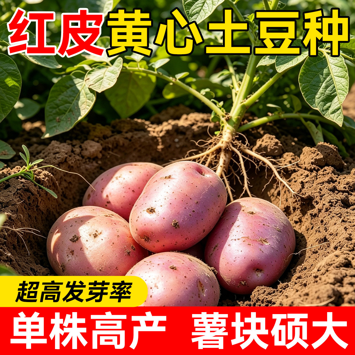 红皮黄心土豆种子高产单株高产薯块硕大秋冬季蔬菜种苗大田可种植