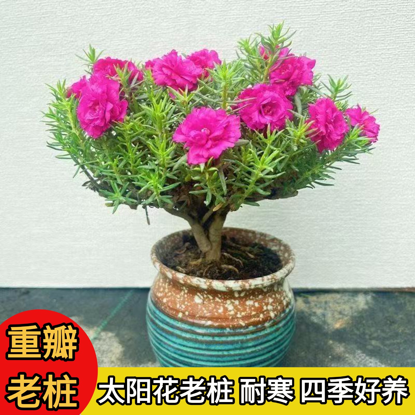 玫红紫重瓣太阳花老桩盆栽苗