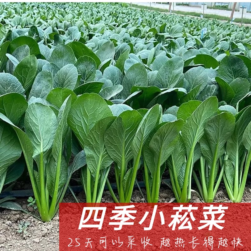小松菜种子甜脆四季耐热速生蔬菜