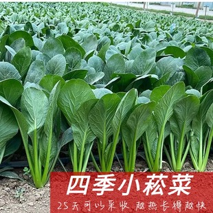 小松菜种子小菘菜油菜甜脆一年四季 种植农家阳台盆栽小白蔬菜种孑
