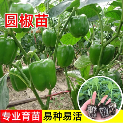 高产圆椒青椒苗阳台新手试种