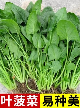 小叶菠菜种子春秋波菜种孑农家大田蔬菜籽耐热四季家庭盆栽小青菜