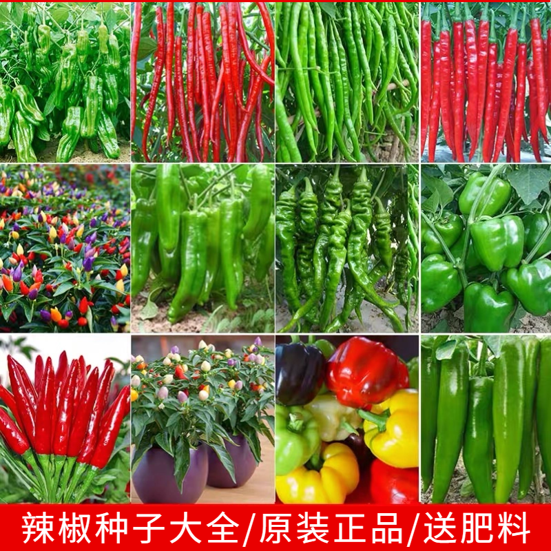 四季香辣朝天椒青椒种籽美人椒种七彩辣椒种子特辣高产蔬菜孑秧苗,鲜花速递/花卉仿真/绿植园艺,家庭园艺种子,淘宝优惠券,粉丝福利购,淘宝优惠卷