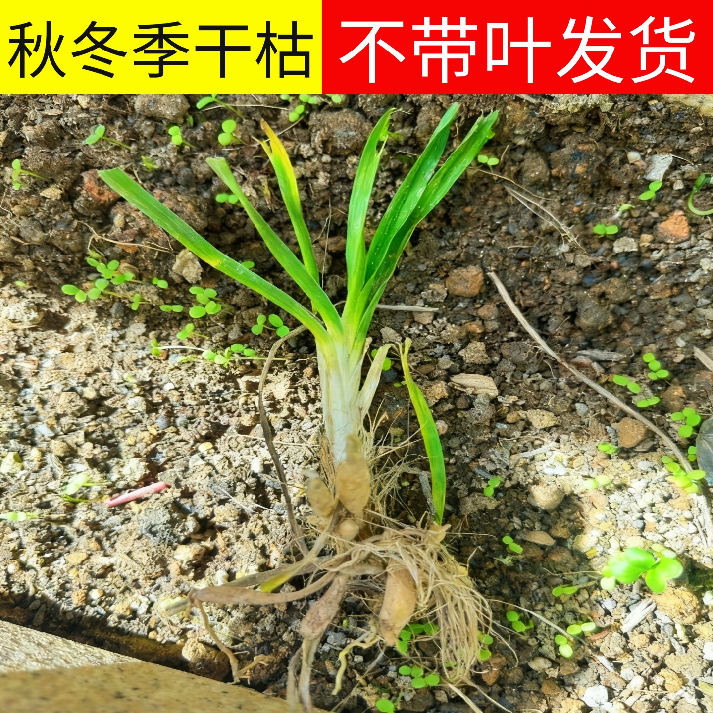 高产食用黄花菜根苗金针花种子菜