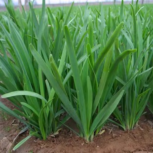 韭菜种子根苗四季宽叶紫根韭菜蔬菜种子小叶紫根韭菜种籽阳台盆栽