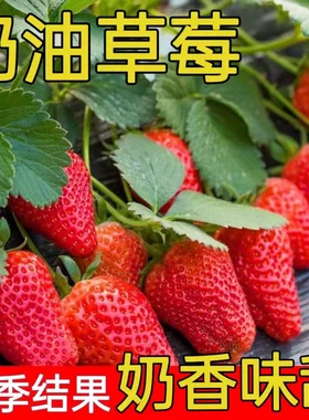 奶油草莓种子籽四季室内室外水果