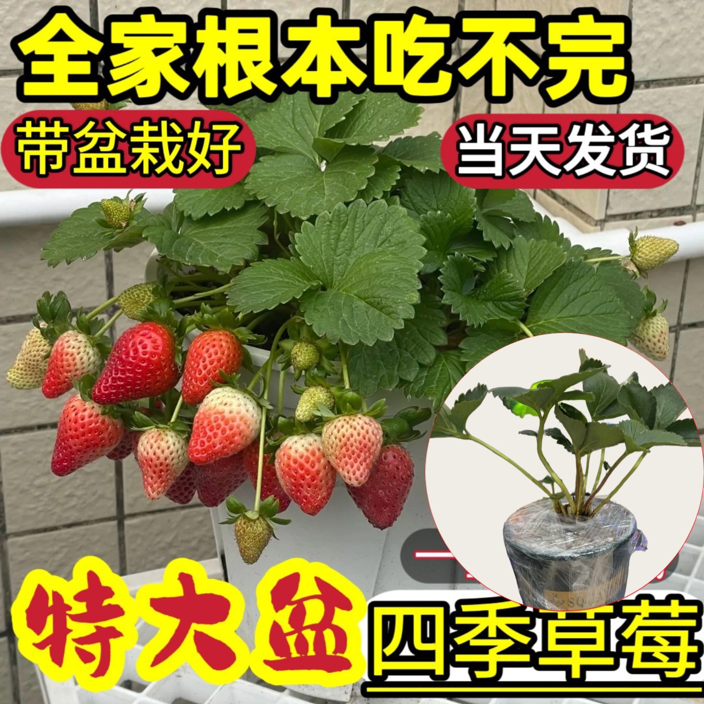 草莓苗盆栽四季结果原土原盆新品