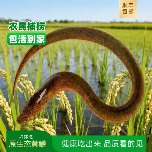 原生态活体黄鳝包活顺丰包邮