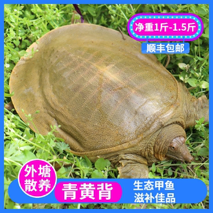 顺丰包邮鲜活甲鱼外塘青黄背大甲鱼老鳖团鱼中华鳖王八现捕现发