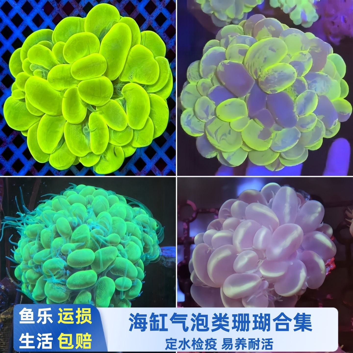 荧光绿白气泡珊瑚海水软体活体新手入门海缸易养观赏造景生物