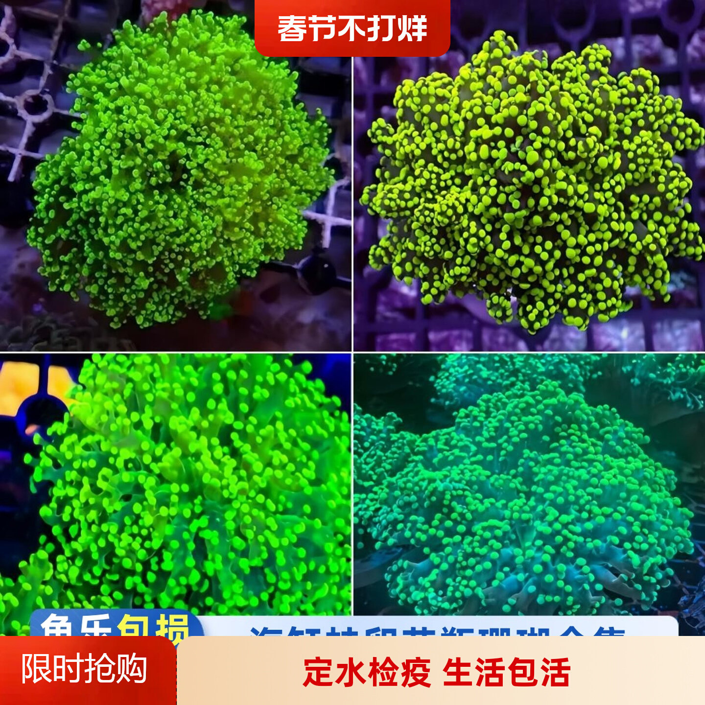 鱼乐生活荧光绿蛙卵珊瑚活体