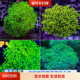 蛙卵花瓶珊瑚印尼荧光绿双色海缸软体生物定水检疫 鱼乐生活