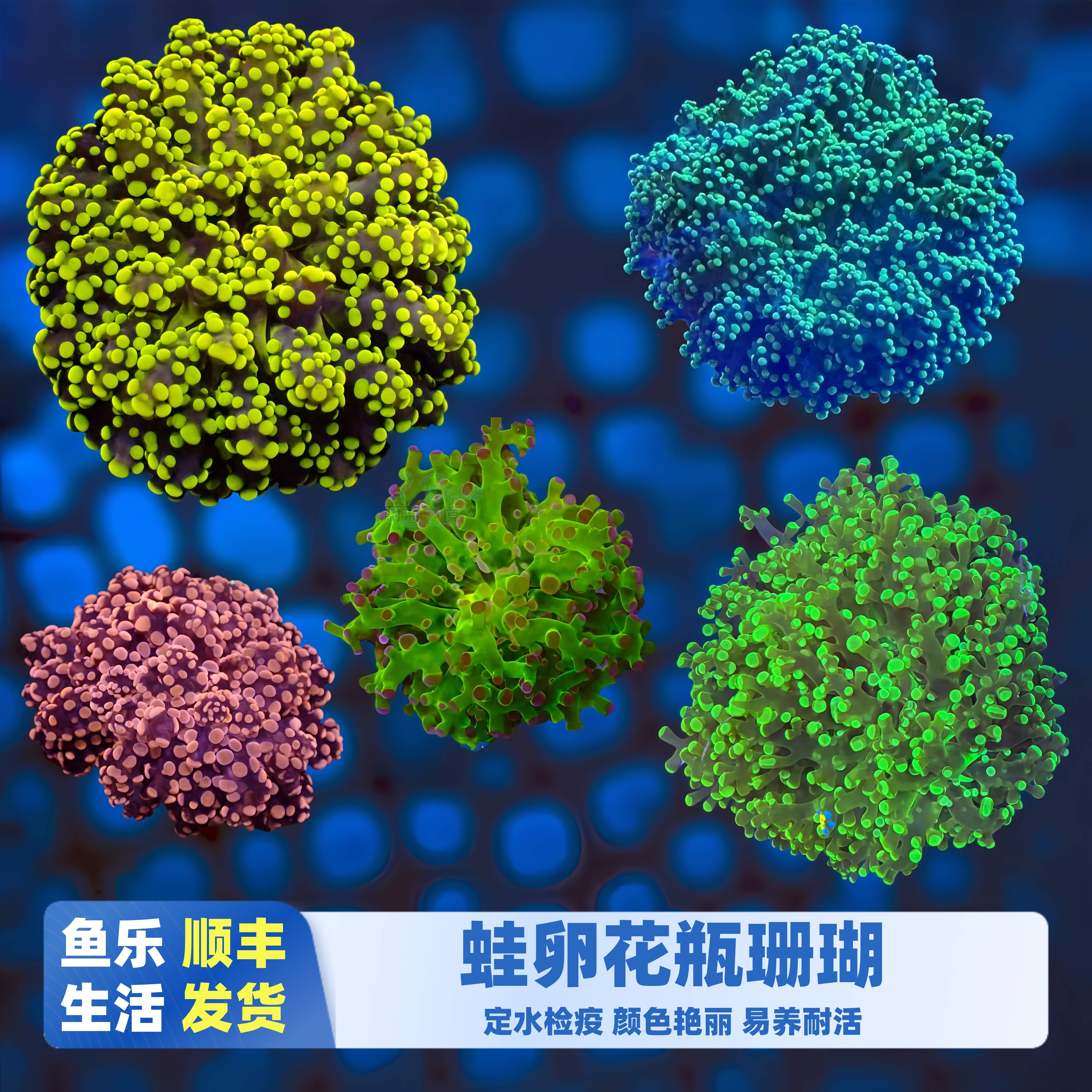 鱼乐生活荧光绿蛙卵珊瑚活体
