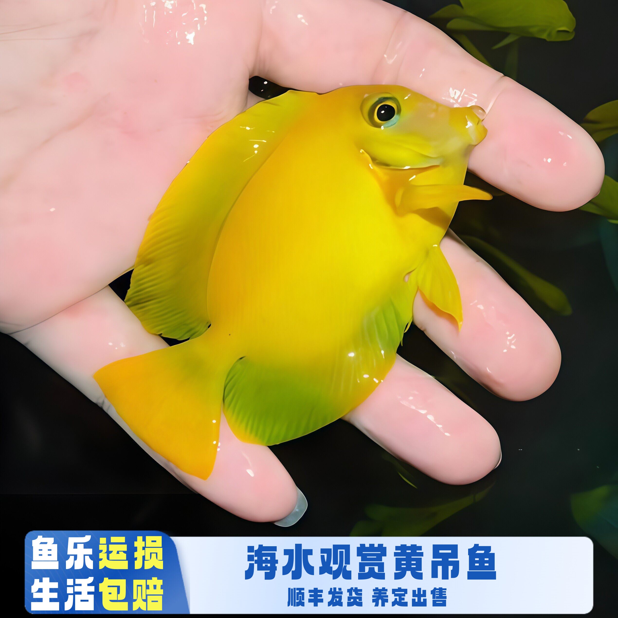 【鱼乐生活】黄吊海水鱼观赏鱼新手厦门本地渔场定水检疫活体