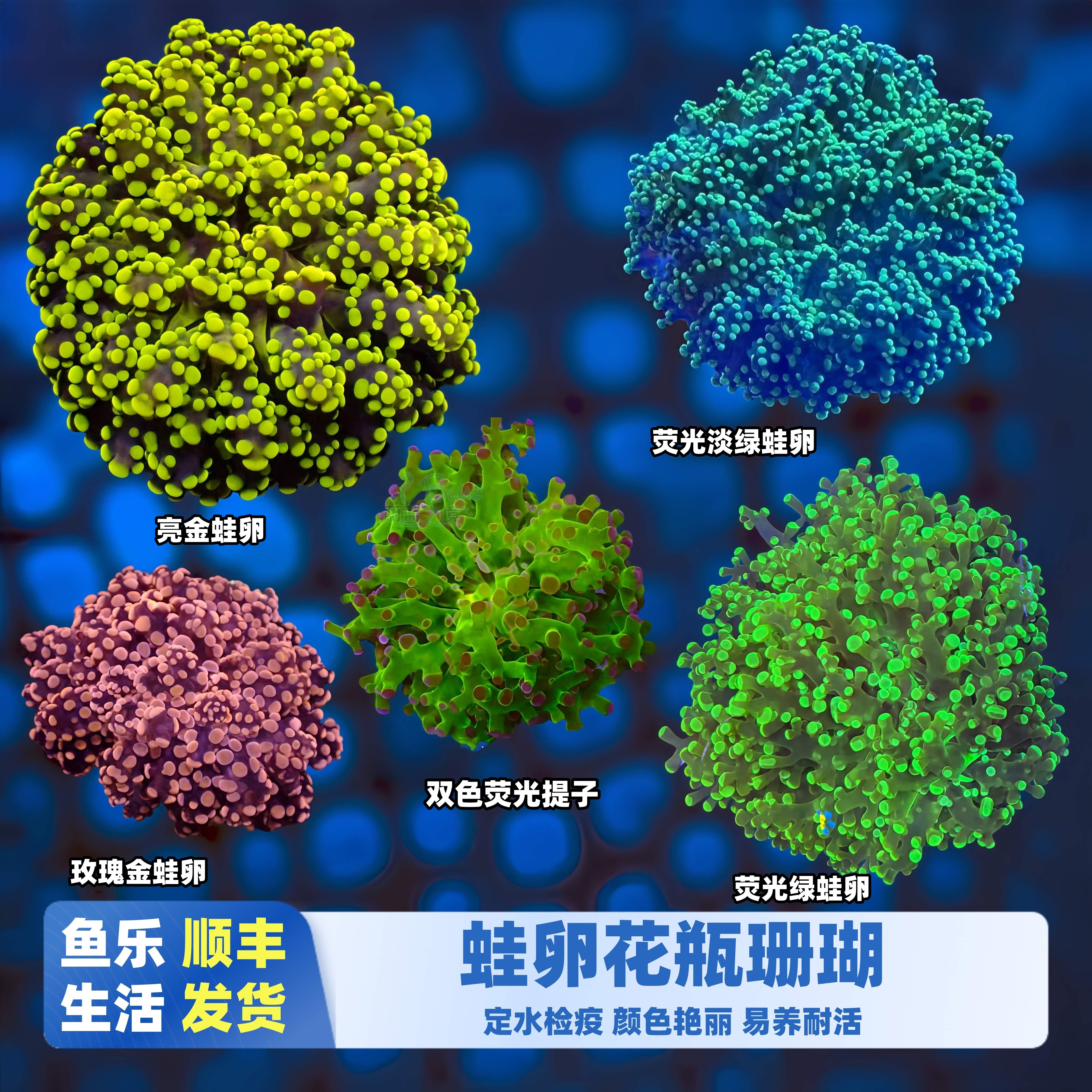 鱼乐生活荧光绿蛙卵珊瑚活体