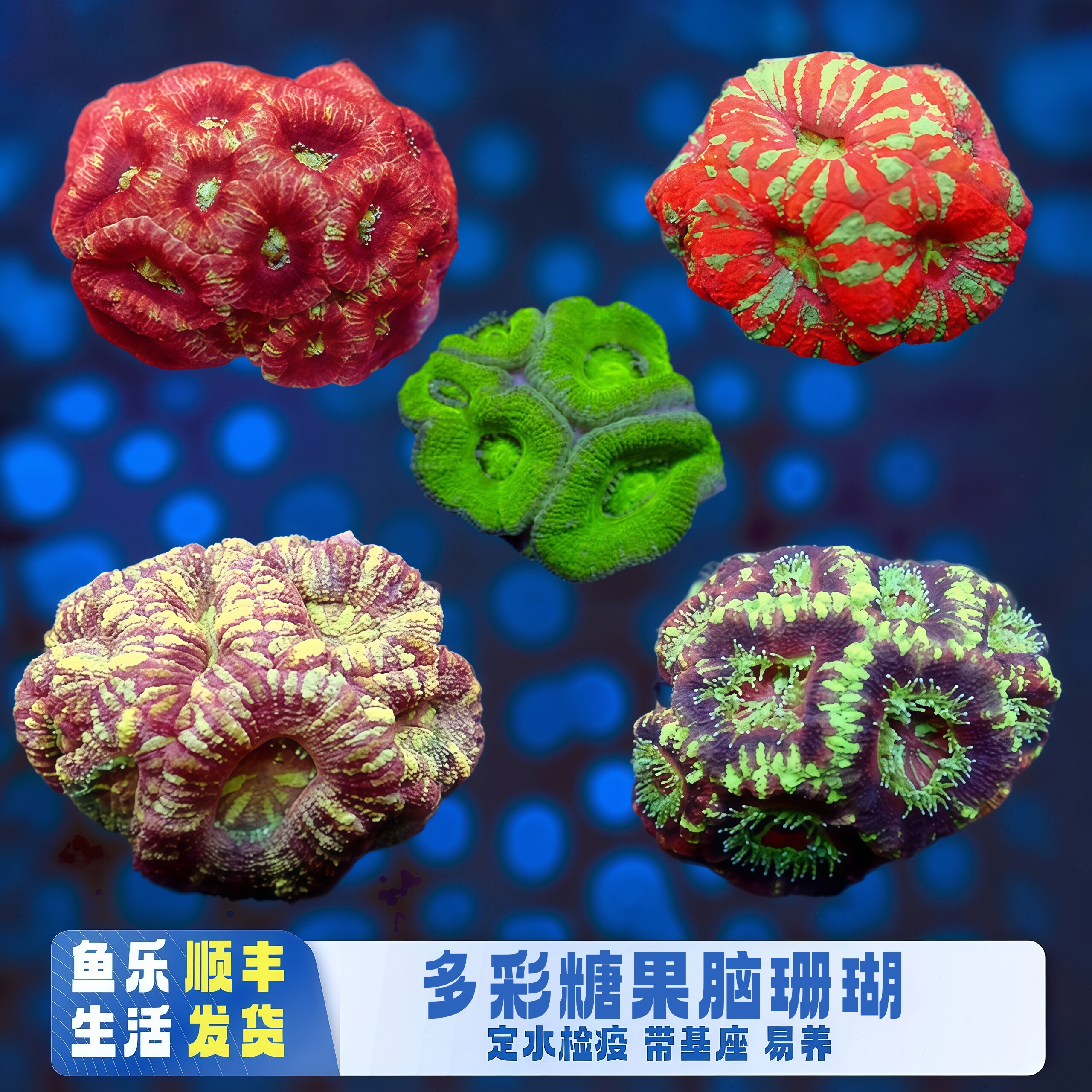 鱼乐生活澳洲糖果脑珊瑚易养